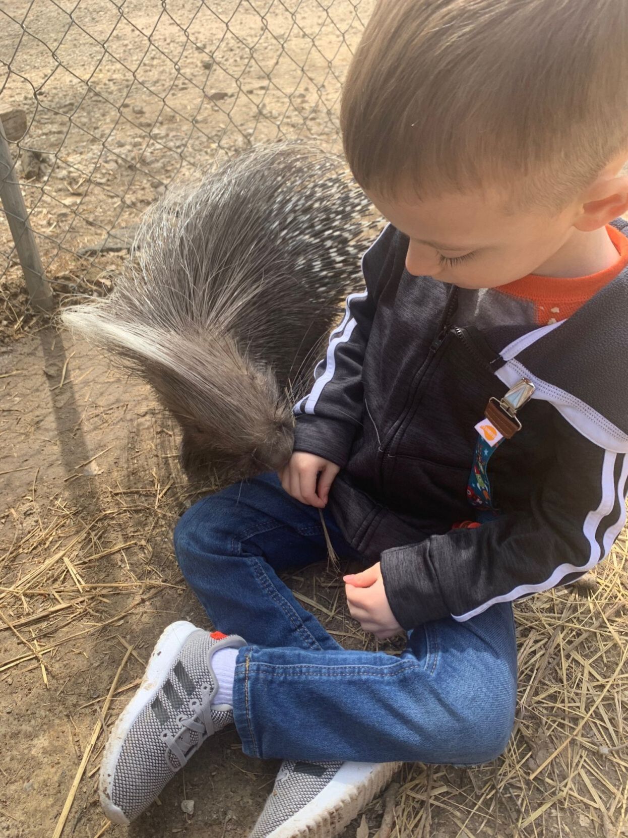 boyporcupine